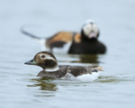 Long-tailed Ducks (female & male), Iceland