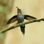 Green Hermit (female), wings spread, Costa Rica