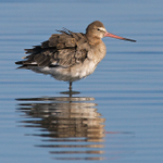 Black-tailed Godwit ruffling its feathers