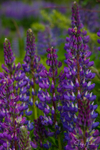 Alaskan Lupines 5