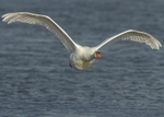 Swans portfolio