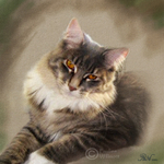 PP68  Phoebe