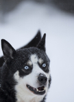 Huskies from the Dogsled team in Northern Finland