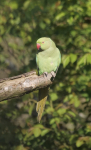 Local Ring Necked Parakeet