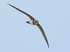 Alpine Swift