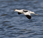 Avocet on landing approach to the lagoon at Brownsea Island