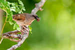 Grey-headed Sparrow