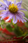 Flowers Set 10 - 13