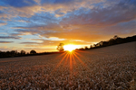 Kemerton Fields