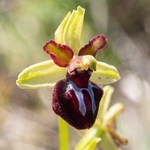 Gargano Ophrys (Ophrys sphegodes ssp. passionis.. also O. garganica, O. passionis)