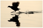 Moorhen Silhouette