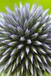 Alium Explosion