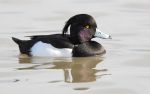 Tufted Duck
