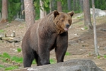 Brown Bear