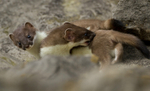 Stoat Kit. Conwy, ref st1