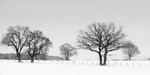 Snowy Panorama