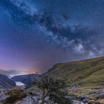 Milky Way Tree, Glendalough, Wicklow Mountains
