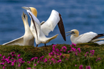 Gannets 4