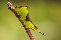 Puss Moth Larva