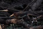 zigzag heron 1