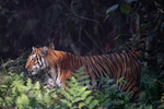 Tigress