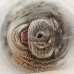 Happy Seal