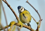 Blue Tit