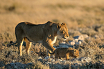 Lioness & cub