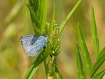 Holly Blue