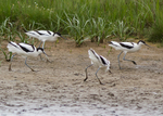 Avocet portfolio