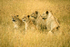 1  Pride of Lions