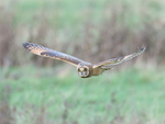 Short-eared Owl portfolio