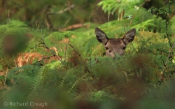 Hind Hiding
