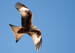 Red Kite