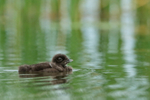 Common Loon chick, green water background - Minnesota, USA