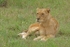 African Lioness (Timbavati, South Africa)