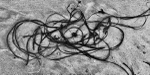 Spaghetti Seaweed, Mellon Udrigle.