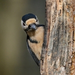 Great Spotted Woodpecker