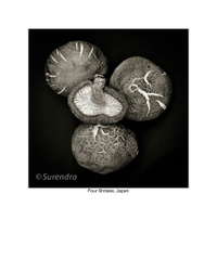 Organic Forms portfolio