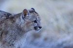 Puma cub head close view, Torres del Paine, Chile