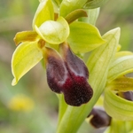 Dark Ophrys (Ophrys fusca subsp. funerea)