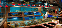 KMPAN-111 Clearwater Bay fish restaurant