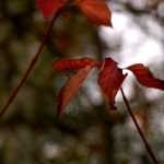 Buchan Park 2 - 17