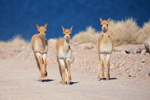 Young Vicunas running, Lake Miscanti, Chile