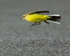 Yellow Wagtail (female) jumping to catch insects at Farmoor