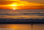 Stroll at Sunset