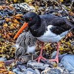 BBW-16-Oyster Catcher with chick