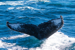 Dark fluke 0A3A6749