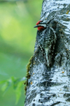 Yellow-bellied Sapsucker (male) perched, Minnesota, USA