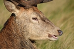 Red Deer